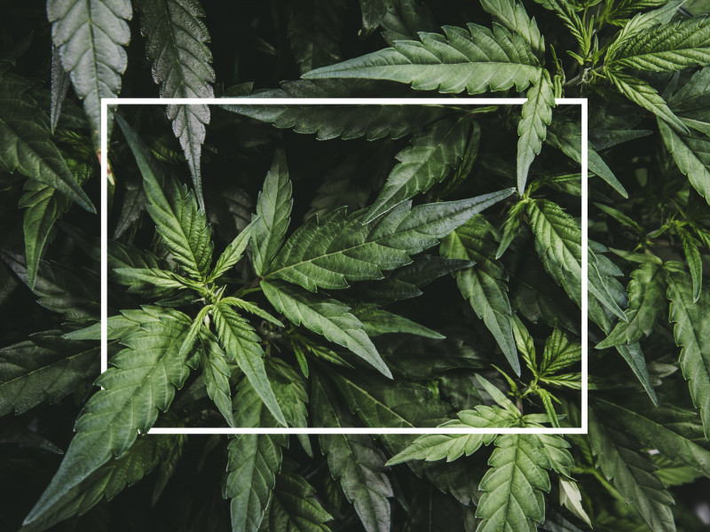 Što su to CBD, kanabinoidi i endokanabinoidni sustav ?